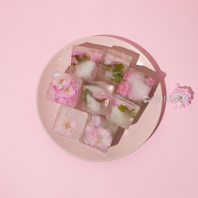 Beautiful small pink flowers in ice cubes on pink plate on pink background, top view